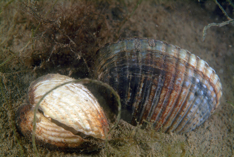 Cerastoderma glaucum